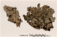 藏品(亞珊瑚裸緣梅衣)的圖片